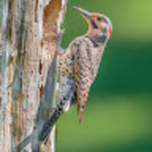 Meet your Posher, Herman